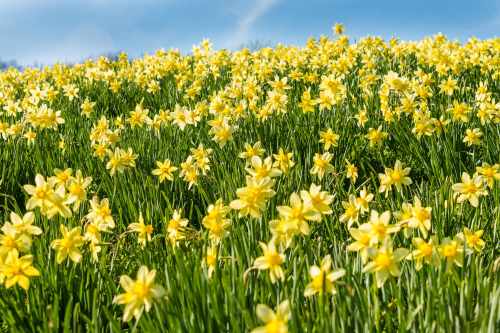 A vibrant field of yellow daffodils blooming under a blue sky, creating a cheerful spring landscape.