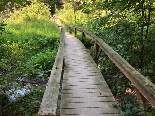 A wooden boardwalk winding through lush greenery and trees in a serene natural setting.