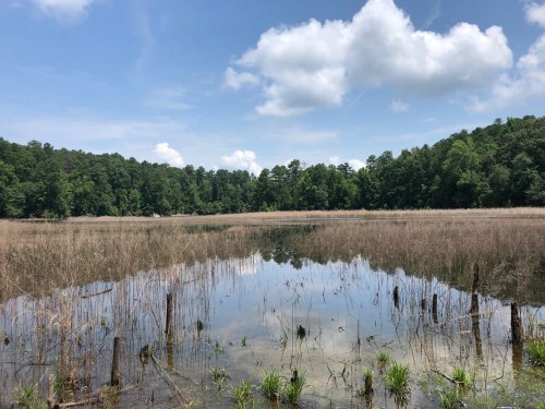A serene lake surrounded by lush green trees and tall grasses under a partly cloudy sky.