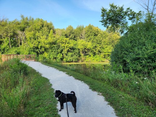 A black dog stands on a gravel path beside a lush green landscape and a small pond under a clear blue sky.