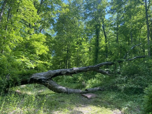 A fallen tree lies across a lush green forest floor, surrounded by vibrant foliage and sunlight filtering through the leaves.