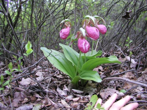 A cluster of pink lady's slipper orchids growing among leaves and twigs in a wooded area.