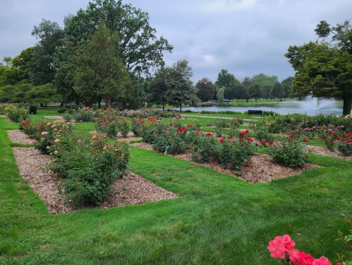 A lush garden filled with blooming rose bushes, surrounded by green grass and trees, near a pond.