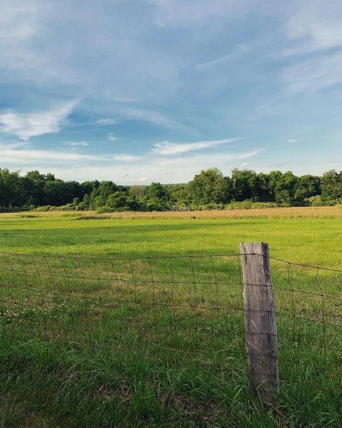 A lush green field bordered by a wooden fence, with trees and a blue sky in the background.