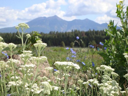 A field of white and blue wildflowers in the foreground, with mountains and a cloudy sky in the background.