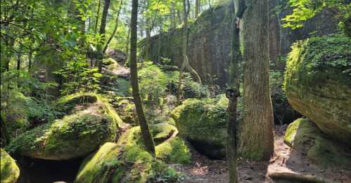 Lush green forest with large moss-covered rocks and trees, creating a serene natural landscape.