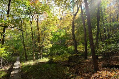 A serene forest path surrounded by vibrant autumn foliage and dappled sunlight filtering through the trees.