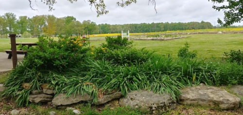 Lush green plants and rocks in the foreground, with a scenic field and trees in the background under a cloudy sky.