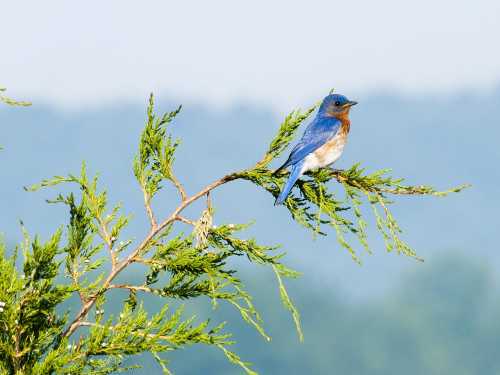 A bluebird perched on a green branch, with a soft, blurred background of trees and sky.