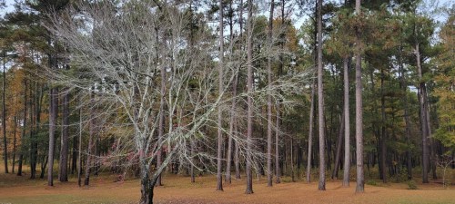 A bare tree with gray branches stands in a forest of tall pine trees, surrounded by fallen leaves in autumn colors.