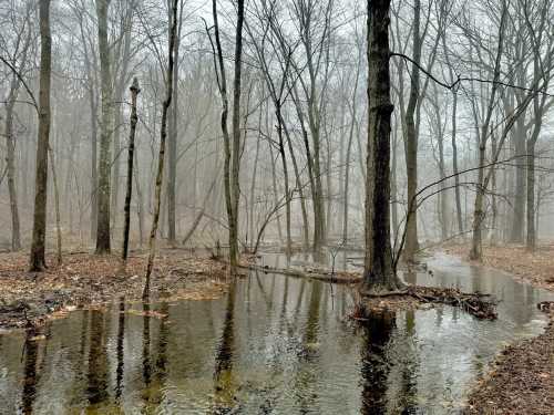 A misty forest scene with bare trees reflected in a shallow, flooded area on the ground.