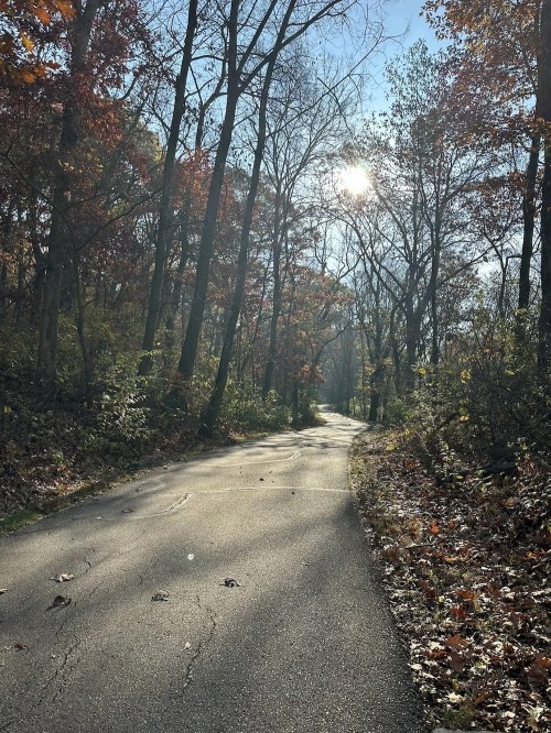 A winding road through a forest with autumn leaves, sunlight filtering through the trees on a clear day.