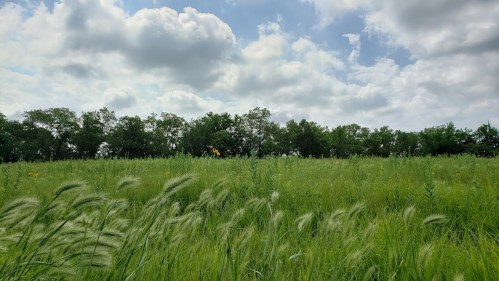 A lush green field with tall grass swaying under a partly cloudy sky and a tree line in the background.