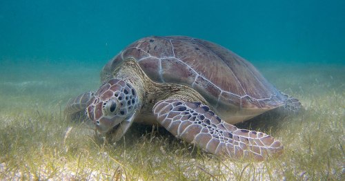 A green sea turtle swimming gracefully over a sandy ocean floor covered with seagrass.