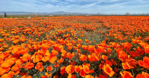 A vibrant field of orange poppies under a blue sky, with distant figures walking through the flowers.
