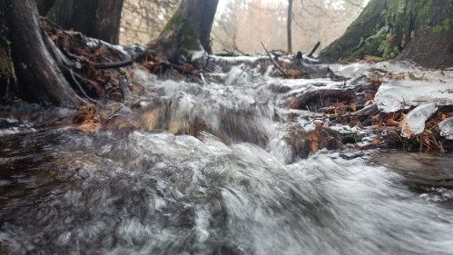 A close-up view of a flowing stream surrounded by tree roots and fallen leaves, with some ice visible.