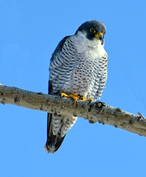 A peregrine falcon perched on a branch against a clear blue sky, showcasing its distinctive markings and sharp gaze.