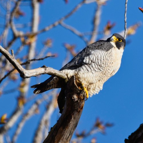 A peregrine falcon perched on a branch, surrounded by bare tree branches against a clear blue sky.