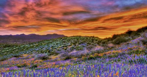 Vibrant wildflower field at sunset, with purple and orange hues illuminating the sky over rolling hills.