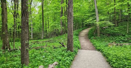 A winding wooden path through a lush green forest with tall trees and vibrant foliage.