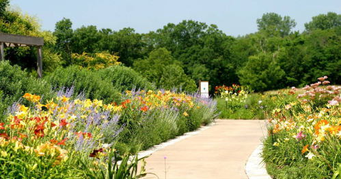 A winding path through a vibrant flower garden, lined with colorful blooms and lush greenery under a clear blue sky.