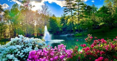A serene park scene with vibrant flowers in bloom, a fountain in a pond, and lush green trees under a bright sky.