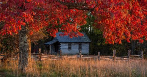 A rustic cabin surrounded by vibrant red foliage and a wooden fence in a serene autumn landscape.