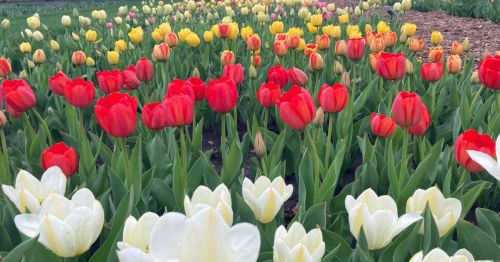 A vibrant field of tulips in various colors, including red, yellow, and white, blooming under a clear sky.