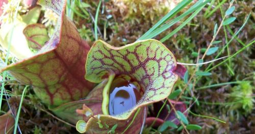 Close-up of a colorful pitcher plant with intricate patterns and a small pool of water inside.