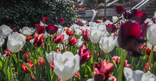 A vibrant garden filled with red, white, and purple tulips in full bloom, surrounded by lush greenery.