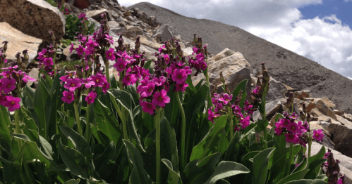 Vibrant pink flowers bloom among rocky terrain under a partly cloudy sky.