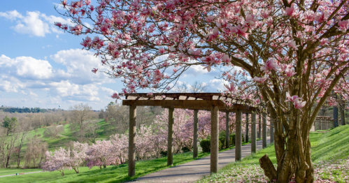 A scenic pathway lined with blooming pink trees under a blue sky with fluffy clouds.