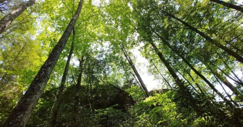 Looking up at tall trees with vibrant green leaves, sunlight filtering through the canopy in a lush forest.