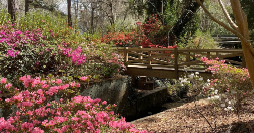 A wooden bridge surrounded by vibrant pink and red flowers in a serene, wooded area.