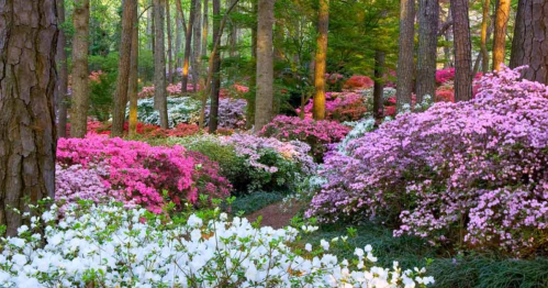 A vibrant garden filled with blooming azaleas in shades of pink, white, and purple, surrounded by tall trees.