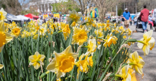 A vibrant field of yellow daffodils in a lively outdoor festival setting with people and colorful tents in the background.