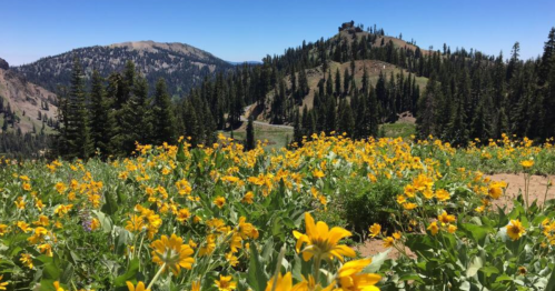 A vibrant field of yellow flowers in a mountainous landscape under a clear blue sky.