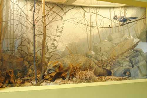 A diorama featuring a fox in a forest setting, with a blue jay flying above in a misty background.