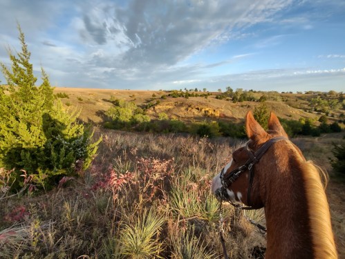 A horse stands on a hillside, gazing over a scenic landscape of rolling hills and scattered trees under a cloudy sky.