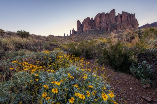 A desert landscape featuring vibrant yellow flowers in the foreground and rugged rock formations in the background at dusk.