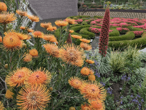 Vibrant orange flowers in the foreground with a beautifully arranged garden of pink and green plants in the background.