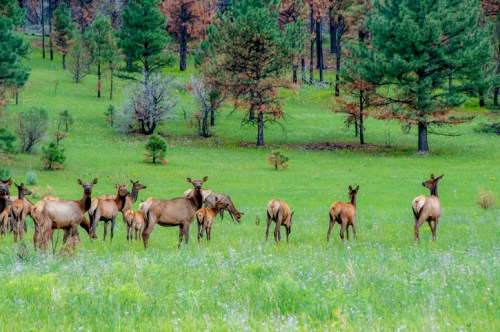 A herd of elk grazing in a lush green meadow surrounded by trees.