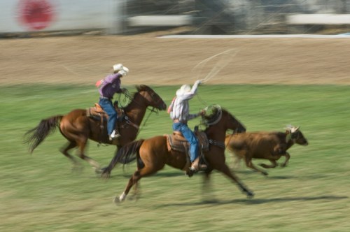 Two cowboys on horseback chase a calf in a rodeo setting, with motion blur capturing the action.