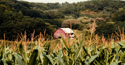 A red barn nestled among green trees and cornfields under a cloudy sky.