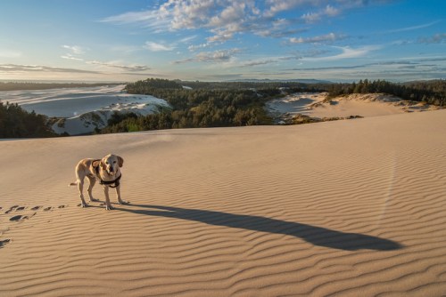 A dog stands on a sandy dune with a scenic landscape of hills and trees in the background under a blue sky.