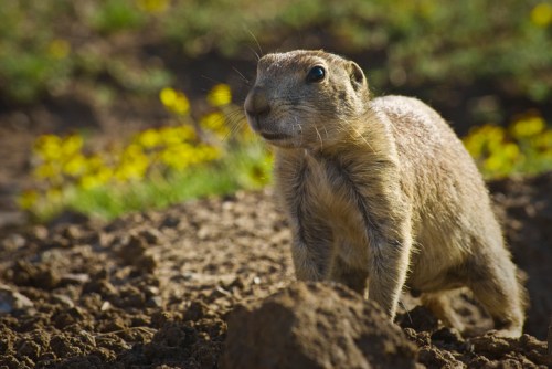A close-up of a prairie dog standing on its hind legs, surrounded by dirt and yellow flowers in the background.