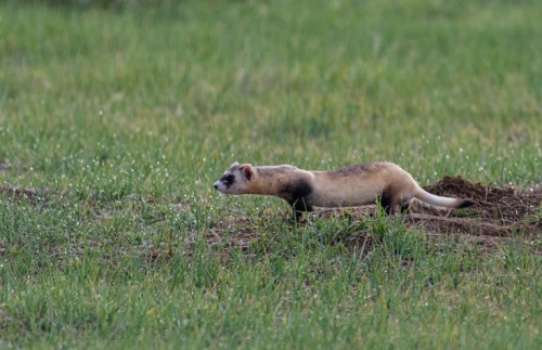 A ferret-like animal walking through a grassy field, with a brown and cream-colored coat.