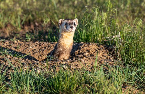 A small mammal peeks out from a burrow in a grassy field, surrounded by green vegetation.