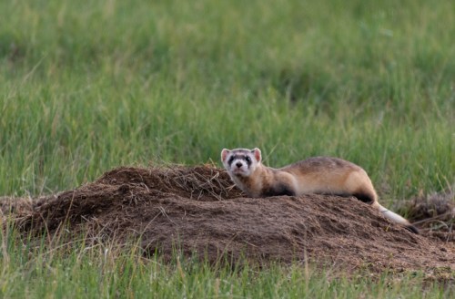 A ferret-like animal rests on a mound of dirt in a grassy field, looking curiously at the camera.