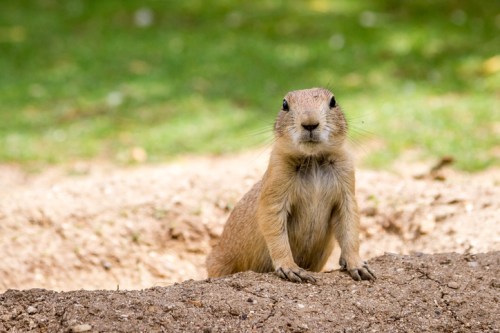 A prairie dog stands on its hind legs near a burrow, looking curiously at the camera in a grassy area.
